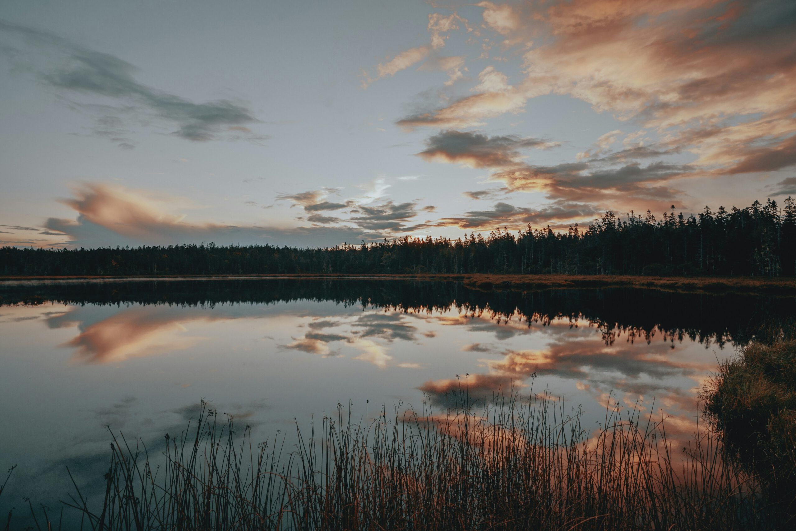 trees along the horizon at sunset